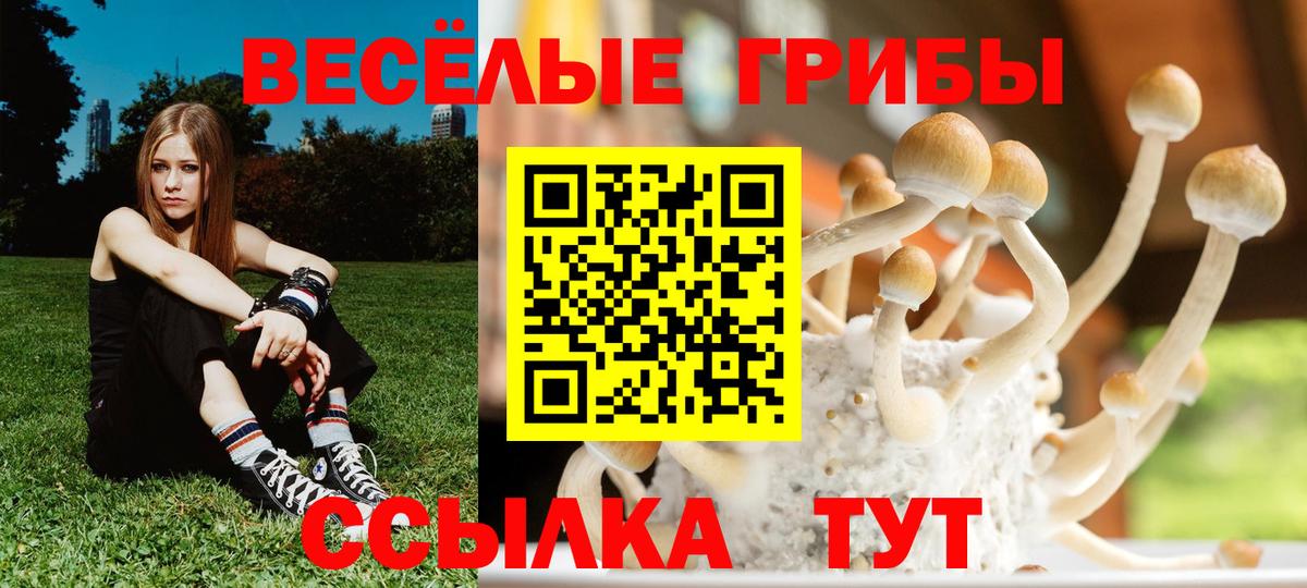 Псилоцибиновые грибы Cubensis  Галлюциногенные грибы прущие грибы  Вход с VPN  Кисловодск 